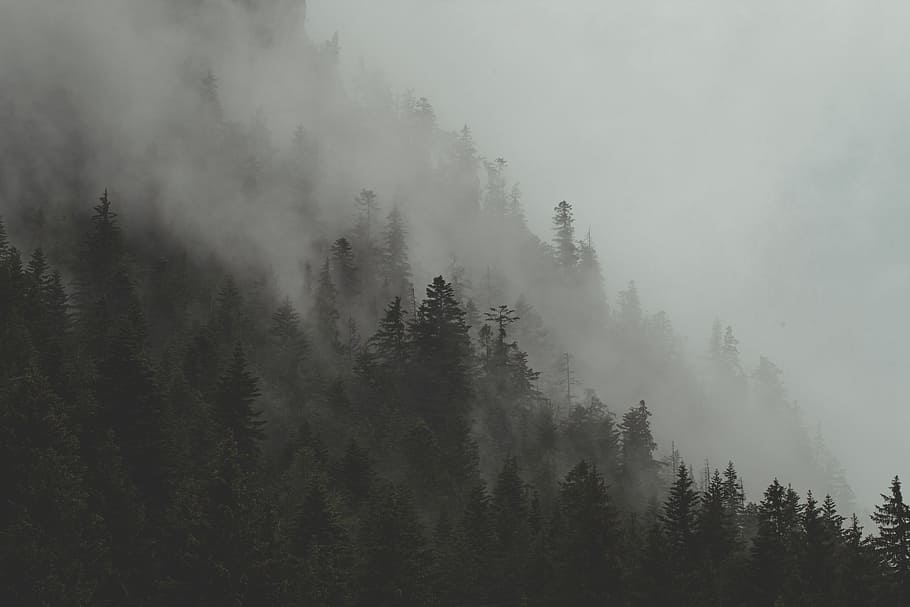 Foggy Mist, thick, fir tree, nature, scenics