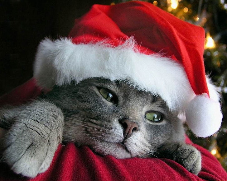 Funny Cat Christmas, animal themes, costume, santa hat, santa claus Free HD Wallpaper