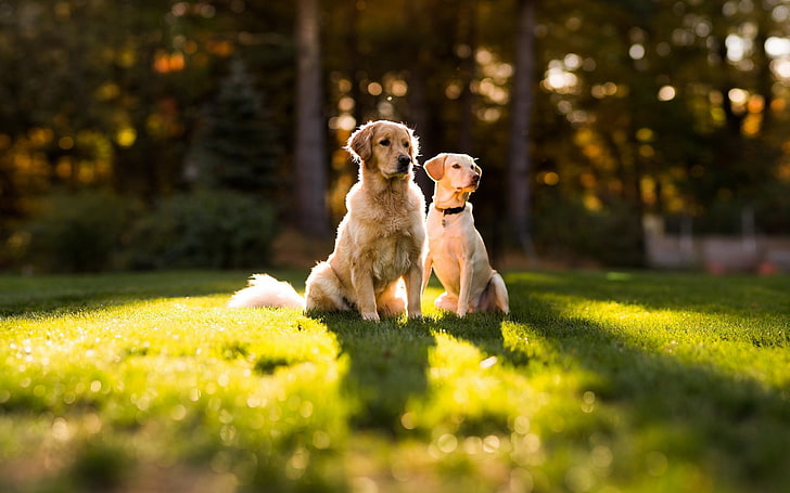 Golden Retriever and Weiner Dog, cute, looking, friendship, labrador Free HD Wallpaper