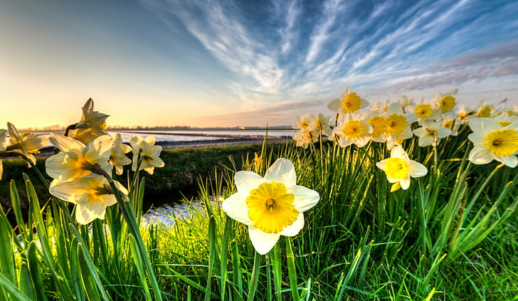 Grass Field Sports, d750, daffodils, outdoor, plat Free HD Wallpaper