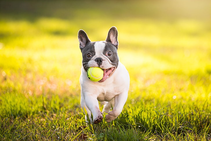 Gray Frenchie Puppies, fun, french bulldog, french, day Free HD Wallpaper