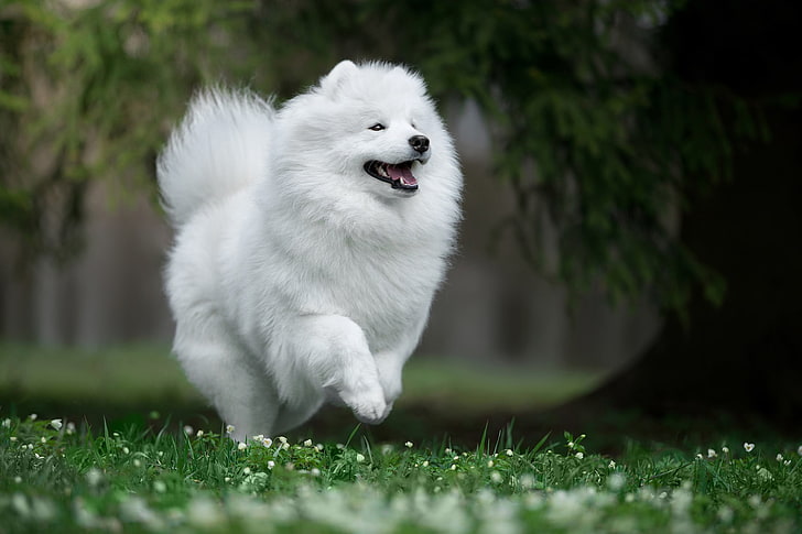 Great Pyrenees Samoyed Mix, mouth, domestic, white color, land Free HD Wallpaper