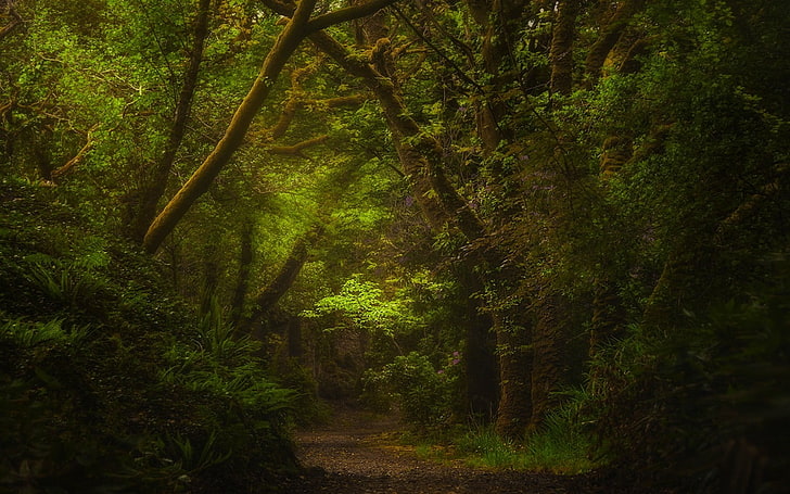 Green, plant, outdoors, ireland, trail Free HD Wallpaper