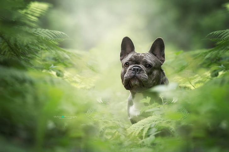 Half Dog Meme, mammal, canine, day, green color Free HD Wallpaper