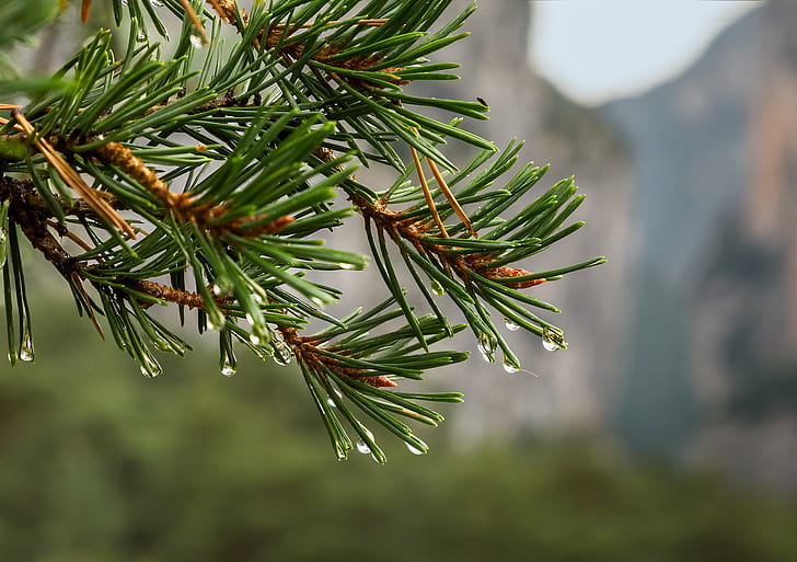 Hoi4 Generic Focus Tree, alpesdehauteprovence, fir tree, pine, nature Free HD Wallpaper