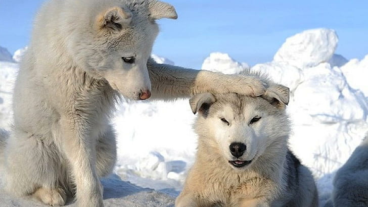 Husky Memes, puppies, snow, sled dog, wolf