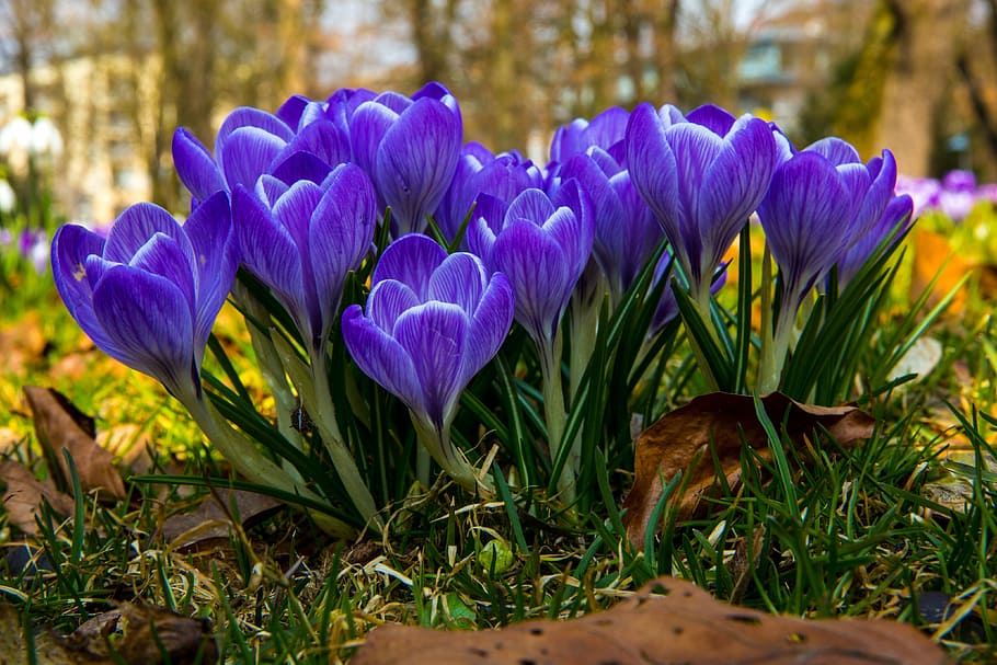 Iris, season, fragility, leaf, selective focus Free HD Wallpaper