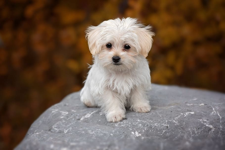 Maltese Dogs Haircuts, no people, outdoors, white color, hair