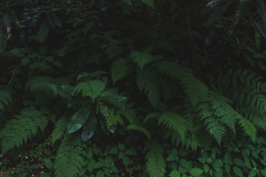 Moss Aesthetic, plant, fern, full frame, foliage