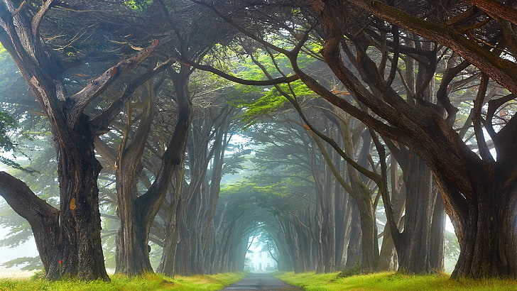 Point Reyes Beach, woodland, tranquility, tree canopy, ireland Free HD Wallpaper