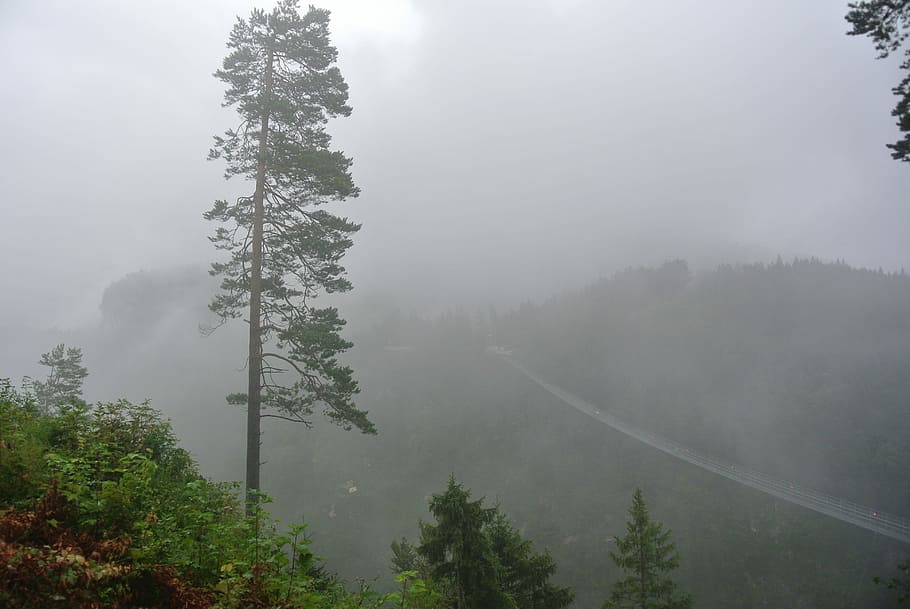 Rainforest Bridge, fog, tree, landscapes, beauty in nature Free HD Wallpaper