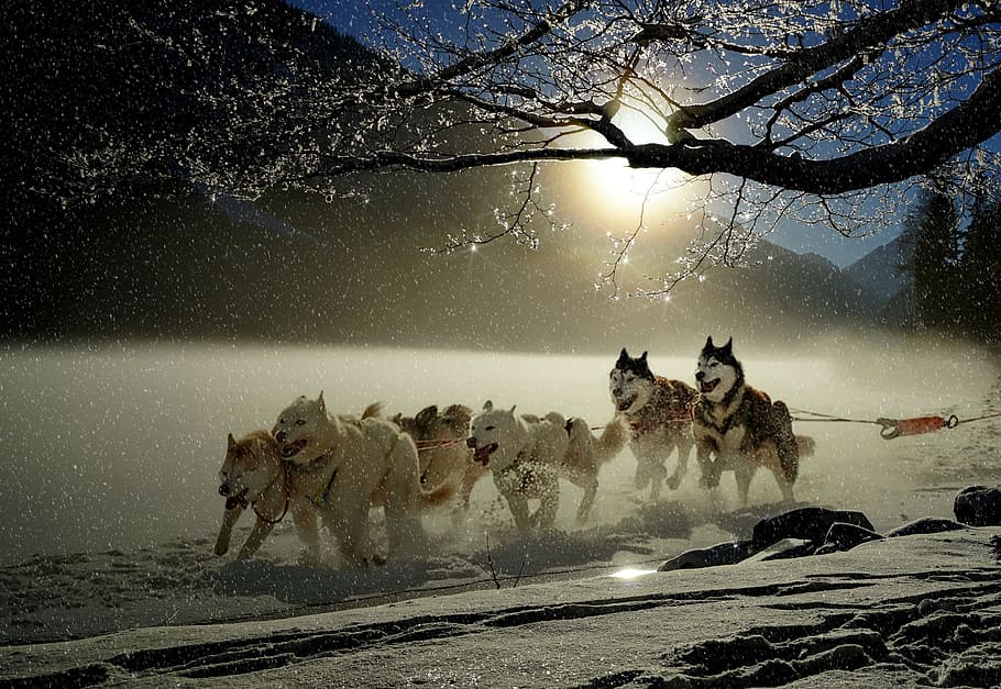 Sled Dog Harness, vertebrate, team, sun, sunlight Free HD Wallpaper