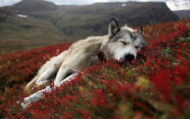 Sleeping Wolf, pets, forest, friendship, sleeping Free HD Wallpaper