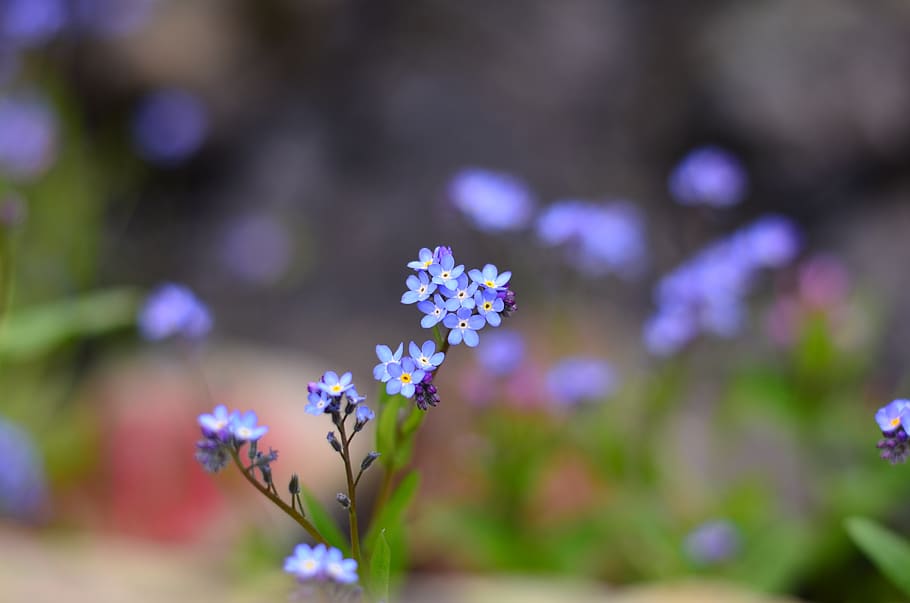 summer, inflorescence, blossom, focus Free HD Wallpaper