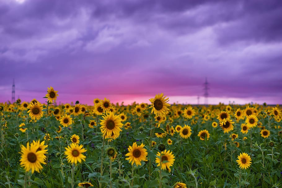 Sunflower Garden, yellow flower, late summer, scenics  nature, nature Free HD Wallpaper