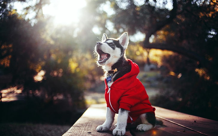 Surprised Husky Meme, one animal, cheerful, lifestyles, nature