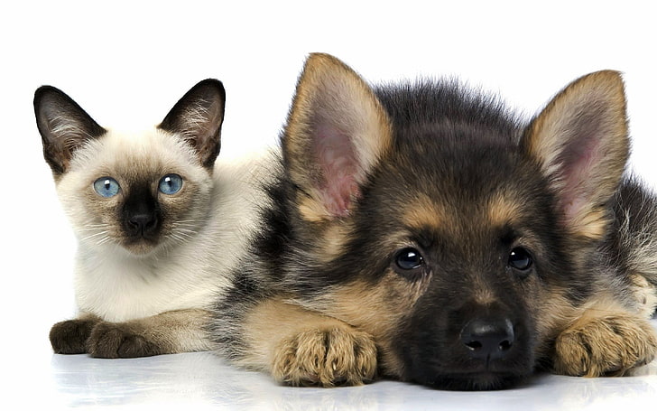 Too Cute Dogs and Cats, german shepherd, indoors, animal themes, animal Free HD Wallpaper