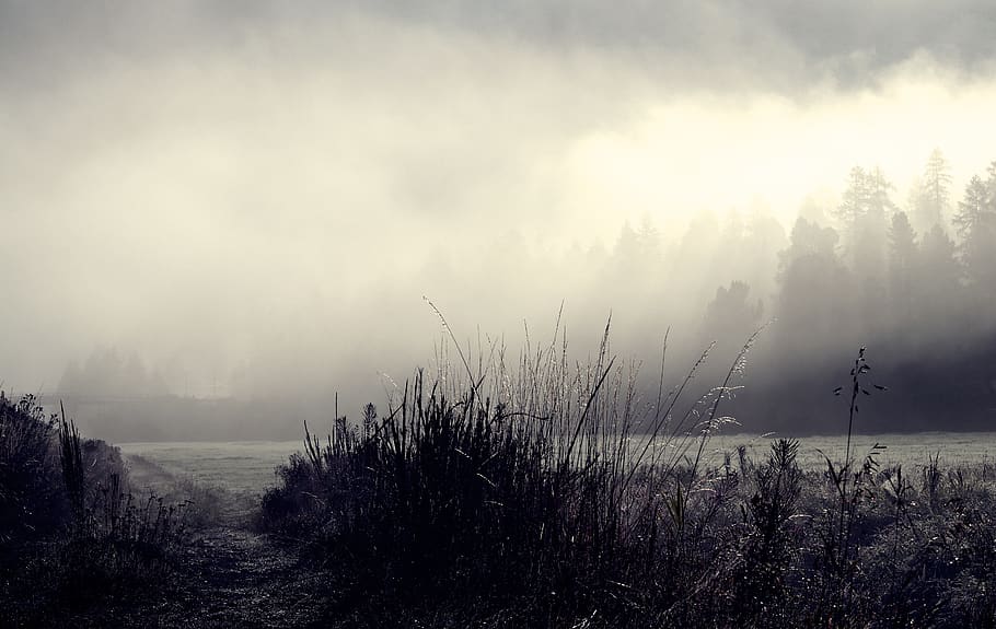 Trees in Mist, water, day, scenics  nature, hazy