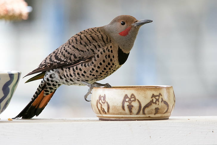 What Do Baby Birds Look Like, Flicker,, nature, allyoucaneat, northern flicker Free HD Wallpaper