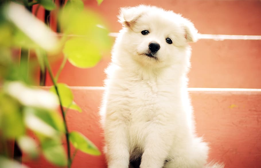 White Male Dog Names, friend, animal, young animal, fur Free HD Wallpaper