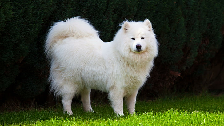 White Samoyed Dog, samoyed dog, white dog, samoyed, dog Free HD Wallpaper