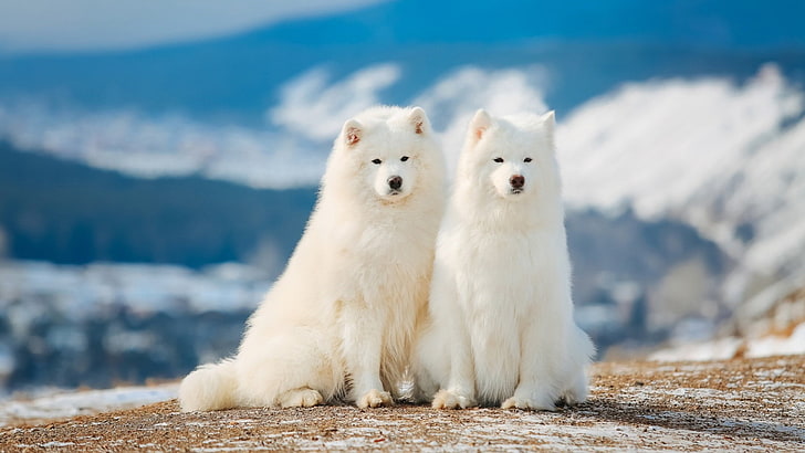 White Samoyed Dog, seal  animal, no people, cold temperature, animal wildlife Free HD Wallpaper