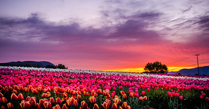 White Tulips, fields, red, pink color, spring