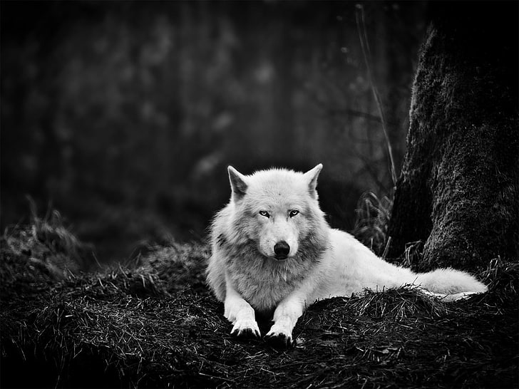 White Wolf Pack, no people, carnivore, tree, animals Free HD Wallpaper