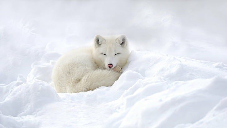 Winter Fox, arctic fox, sleeping, snow, white Free HD Wallpaper