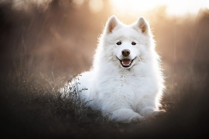 Working Dogs, Samoyed, white, dog, samoyed Free HD Wallpaper