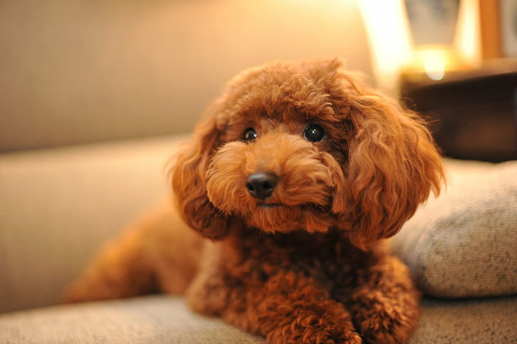 Brown Teacup Poodle, takamori, toy poodle, domestic animals, red Free HD Wallpaper