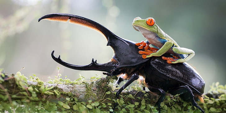 Cowboy Frog, depth of field, beetles, branch, forest Free HD Wallpaper