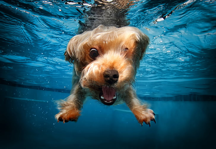 Dog Splash, animal head, vertebrate, water, animal themes Free HD Wallpaper