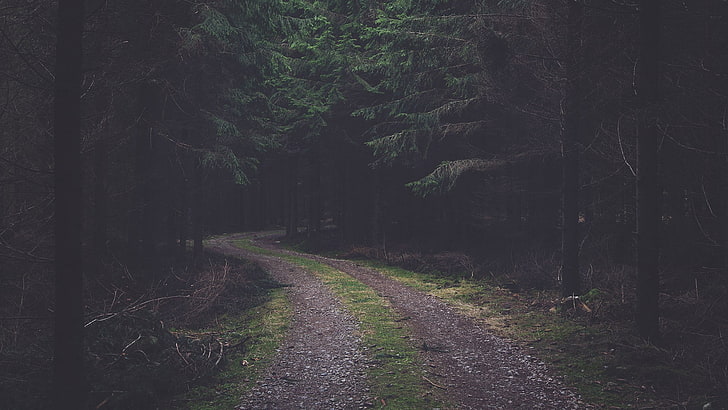 Forest Road, green color, travel, diminishing perspective, direction Free HD Wallpaper