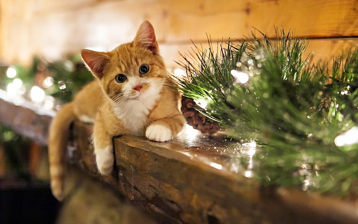 Funny Cat Christmas, whisker, looking at camera, feline, no people Free HD Wallpaper