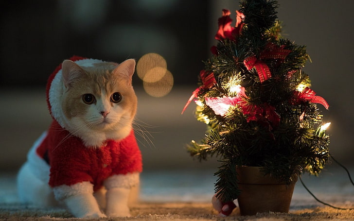 Holiday Cat, mammal, domestic animals, one animal, no people Free HD Wallpaper