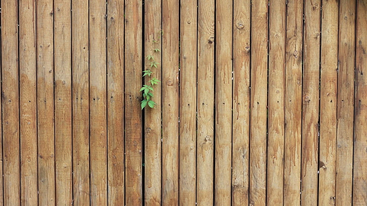 Metal Fence Texture, plant part, asia, spring, cultures Free HD Wallpaper