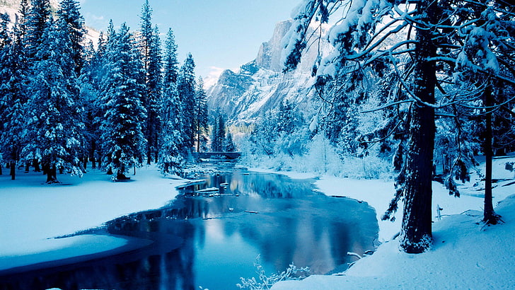 Nice Winter Scenery, close, land, waterfall, pine tree Free HD Wallpaper