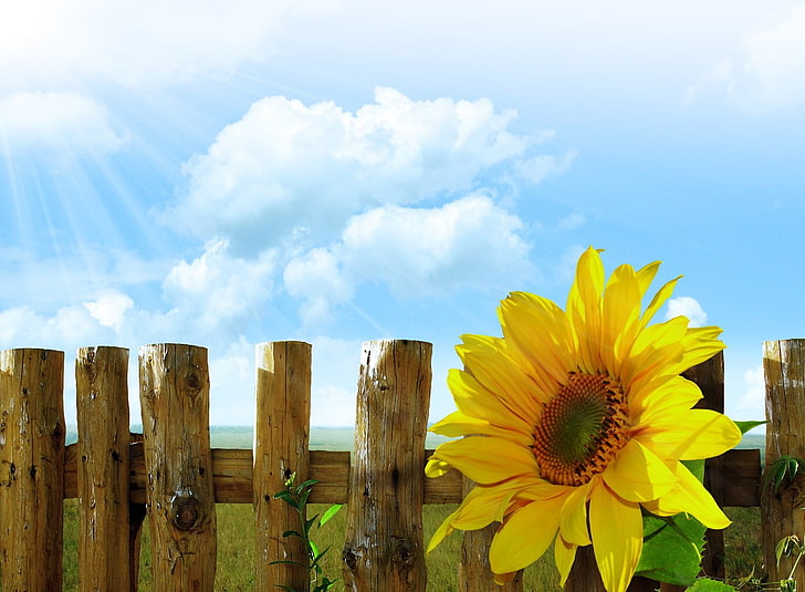 Orange Sunflowers, fragility, inflorescence, wooden post, day Free HD Wallpaper