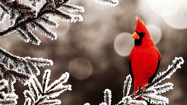 Phoenix Cardinals, pine tree, coniferous tree, snow, animals in the wild Free HD Wallpaper