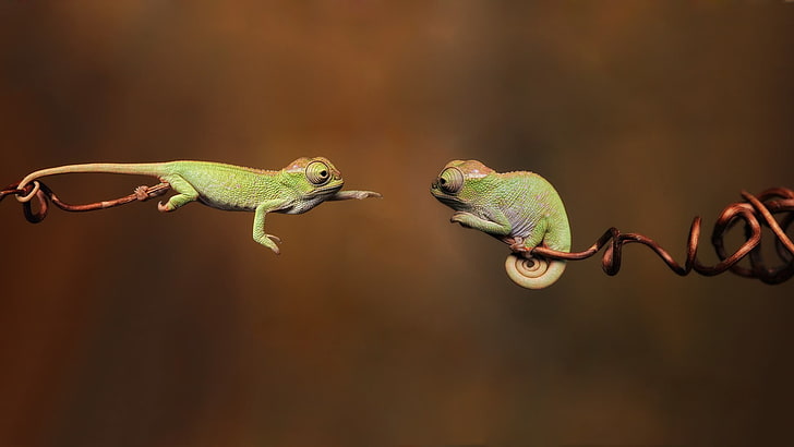 Pink Panther Chameleon, twigs, jumping, multi colored, animals in the wild Free HD Wallpaper