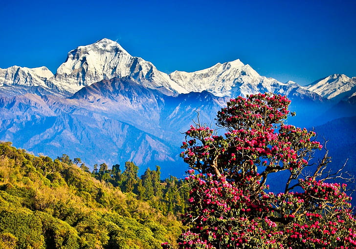 Pokhara Kathmandu, trees, mountains, nepal, himalayas Free HD Wallpaper