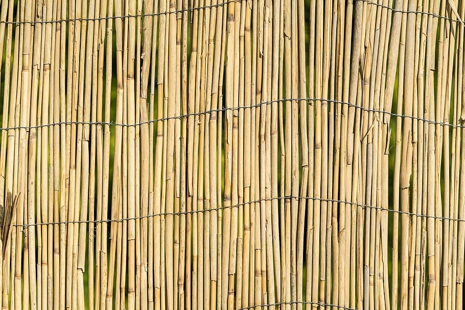 Red Panda Cartoon Drawing, bamboo, full frame, bamboo  material, closeup Free HD Wallpaper