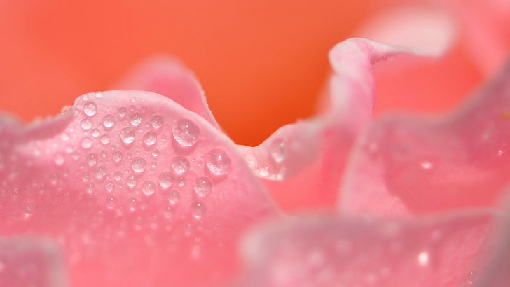 shiny, flower head, pink color, rose  flower