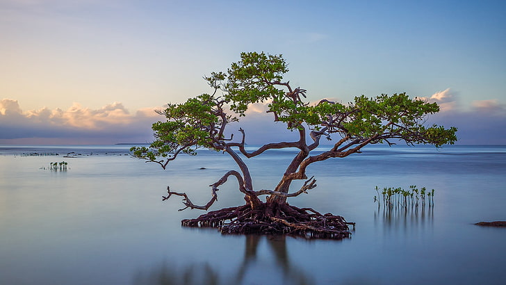 Small Landscaping Trees, reflection, dawn, idyllic, tranquil scene Free HD Wallpaper