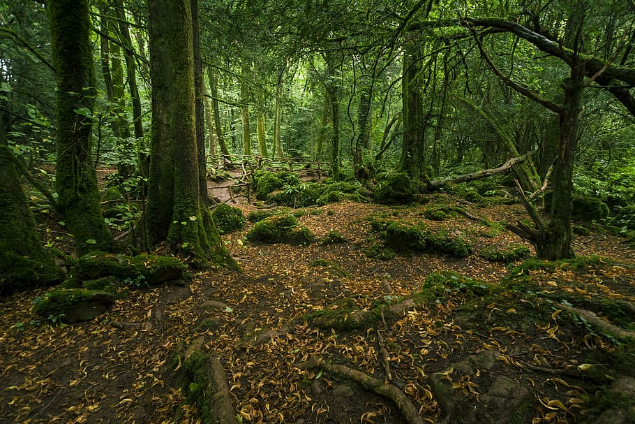 Tree of Life, forest, scary, dense, growth