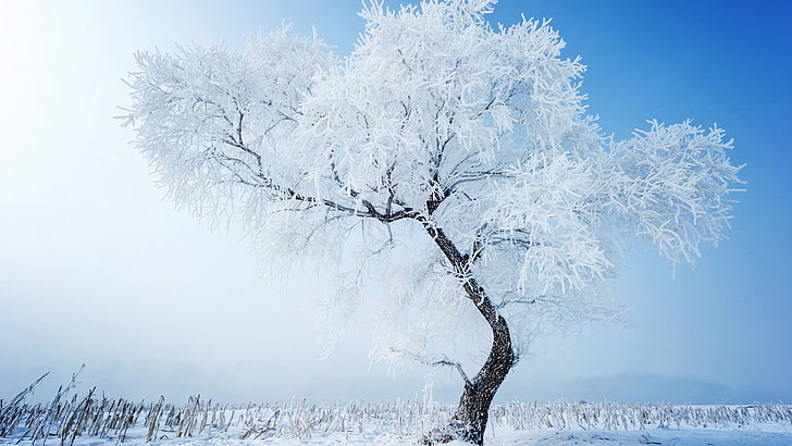 Winter Holidays, blizzard, december, no people, freeze Free HD Wallpaper