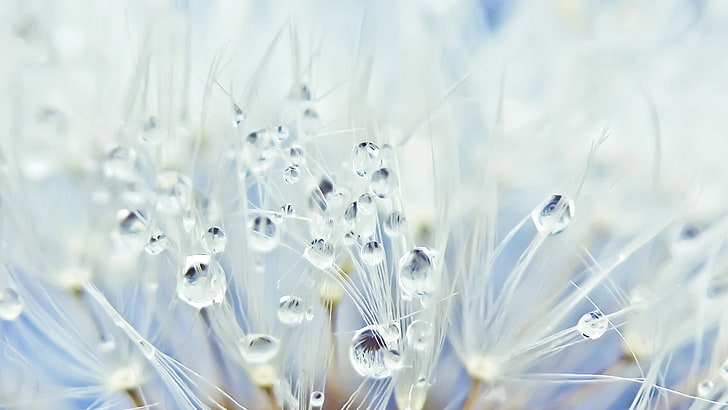 Winter Plants Outdoor, no people, vulnerability, drops, drop