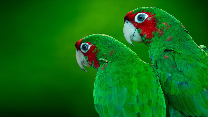 Yellow Head Amazon Parrot, two animals, beauty in nature, animal themes, animals in the wild Free HD Wallpaper