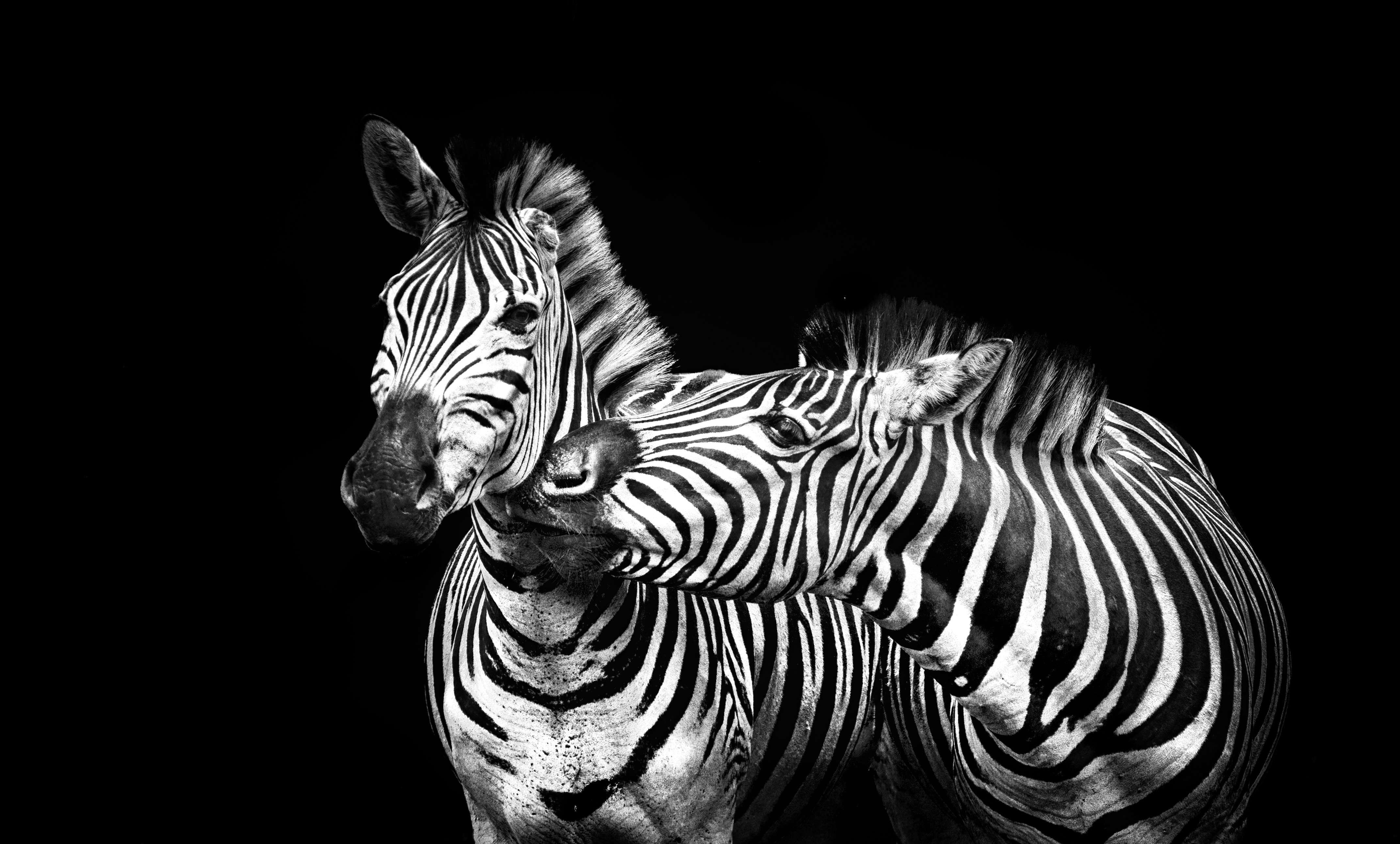 3D Geometric Wall Design, safari, herbivorous, animal, nature